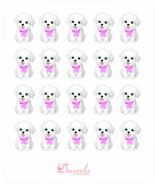 Maltese with bow
